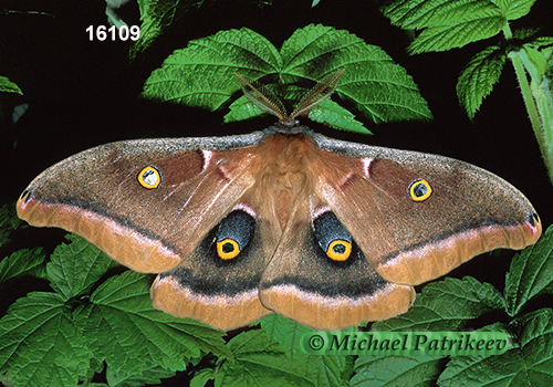 Polyphemus Moth (Antheraea polyphemus)